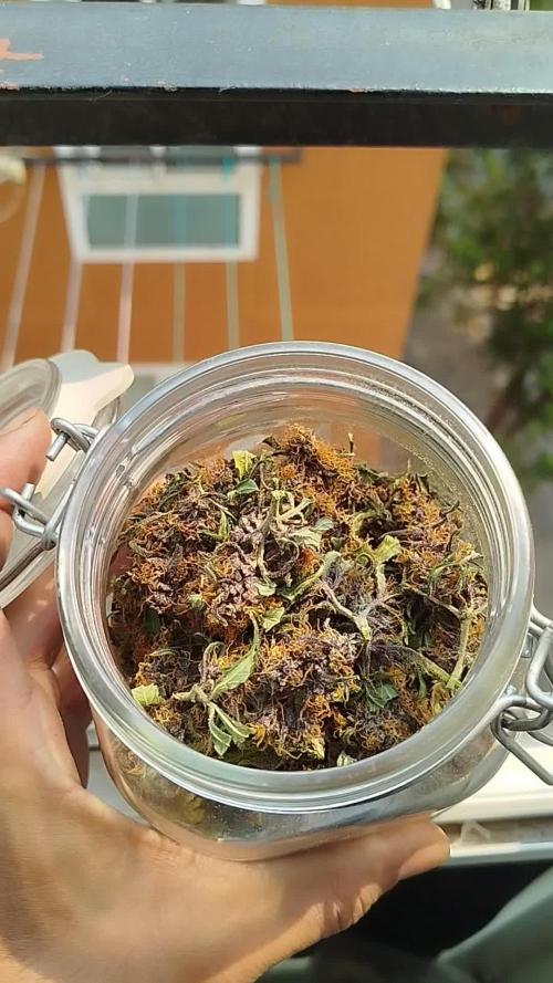 Lemon Cherry Cookies Auto. Week 10