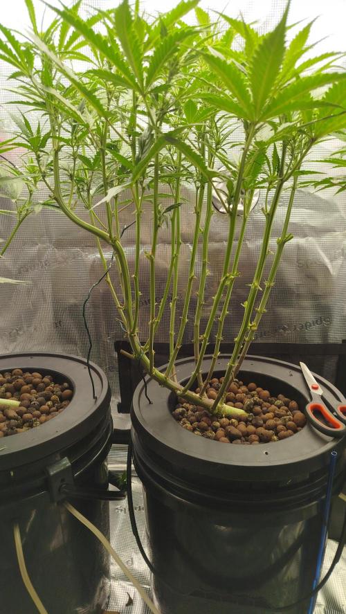 Lemon Cherrys Junio 2026. Week 8