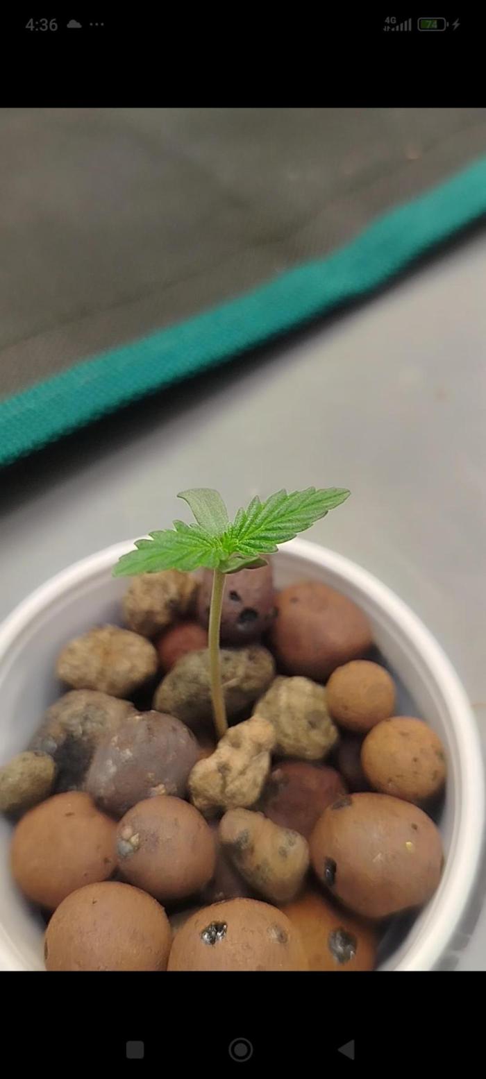 Caramel auto Junio 2026. Week 1