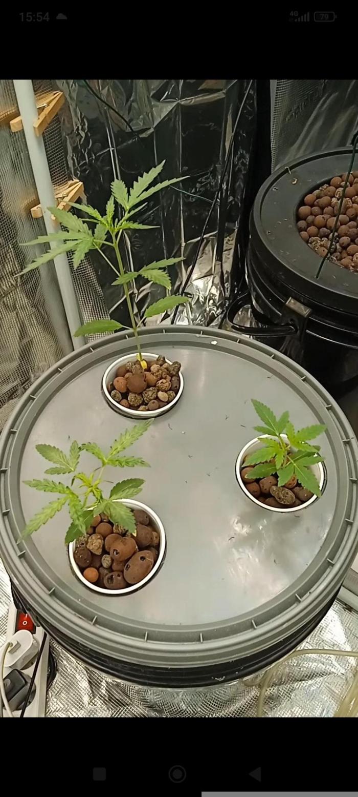 Caramel auto Junio 2026. Week 3