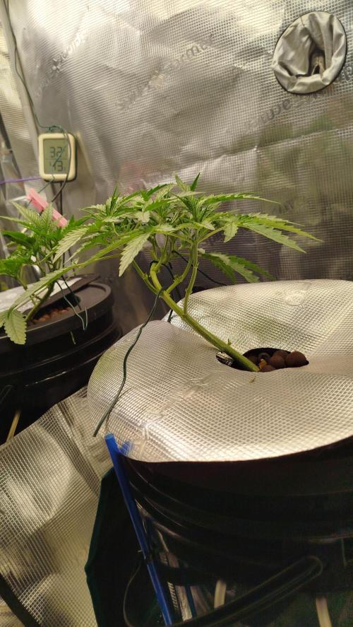 Caramel auto Junio 2026. Week 5