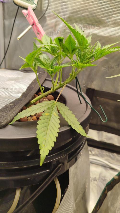 Caramel auto Junio 2026. Week 5