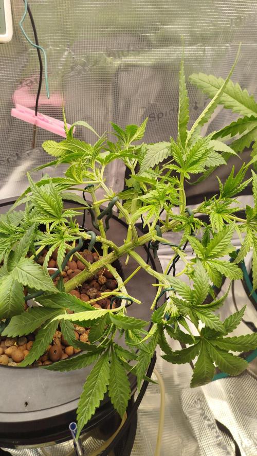 Caramel auto Junio 2026. Week 4