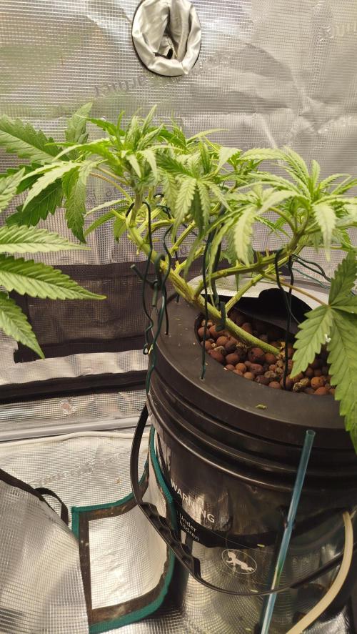 Caramel auto Junio 2026. Week 4