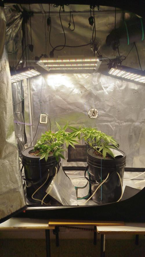 Caramel auto Junio 2026. Week 4