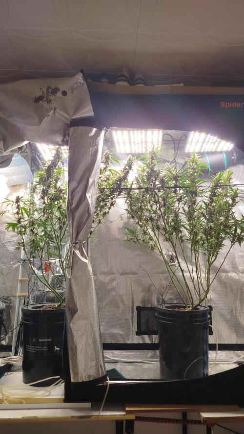 Lemon Cherrys Mayo 2026. Week 9