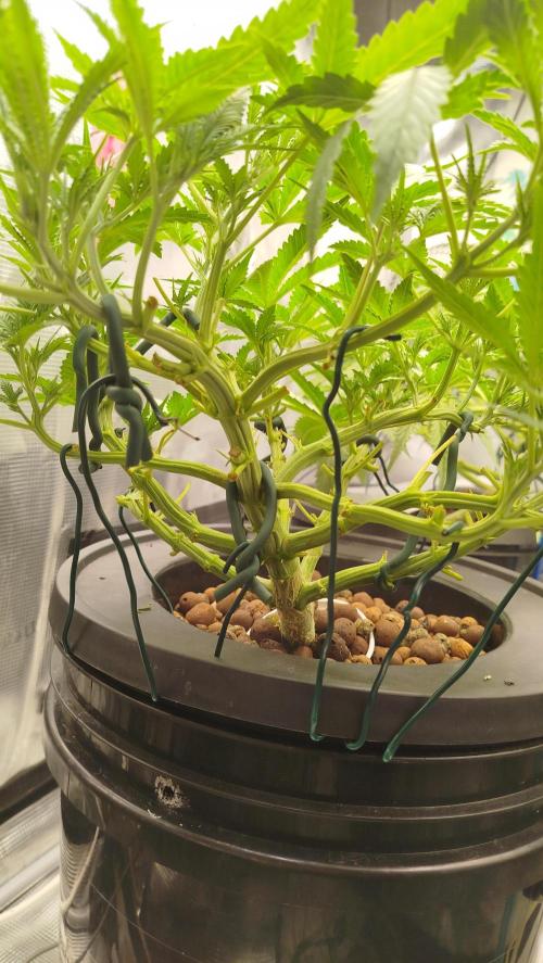 Caramel auto Junio 2026. Week 5