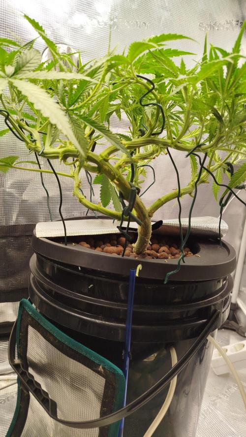 Caramel auto Junio 2026. Week 5