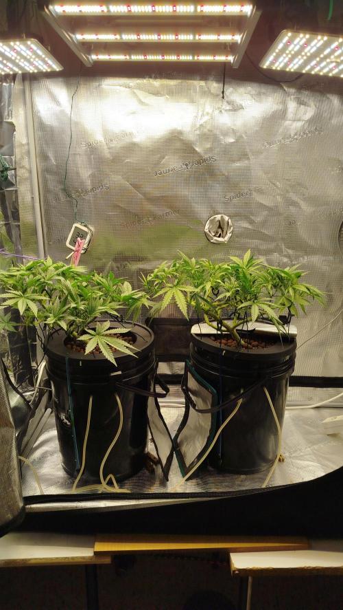 Caramel auto Junio 2026. Week 5