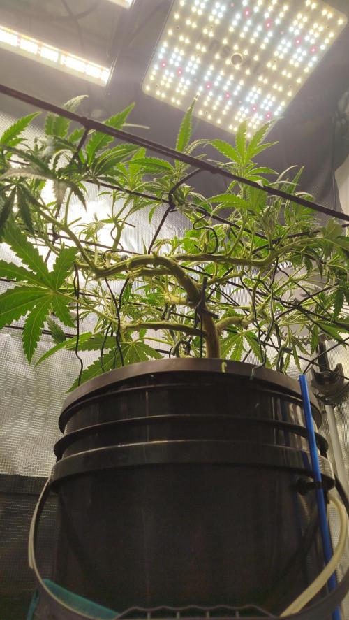 Caramel auto Junio 2026. Week 5