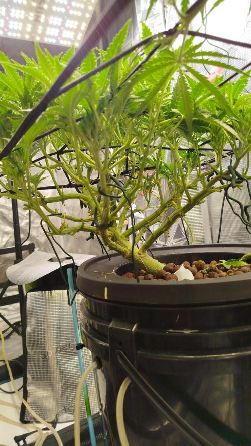 Caramel auto AGO 2026. Week 6