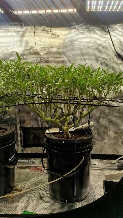 Caramel auto AGO 2026. Week 7
