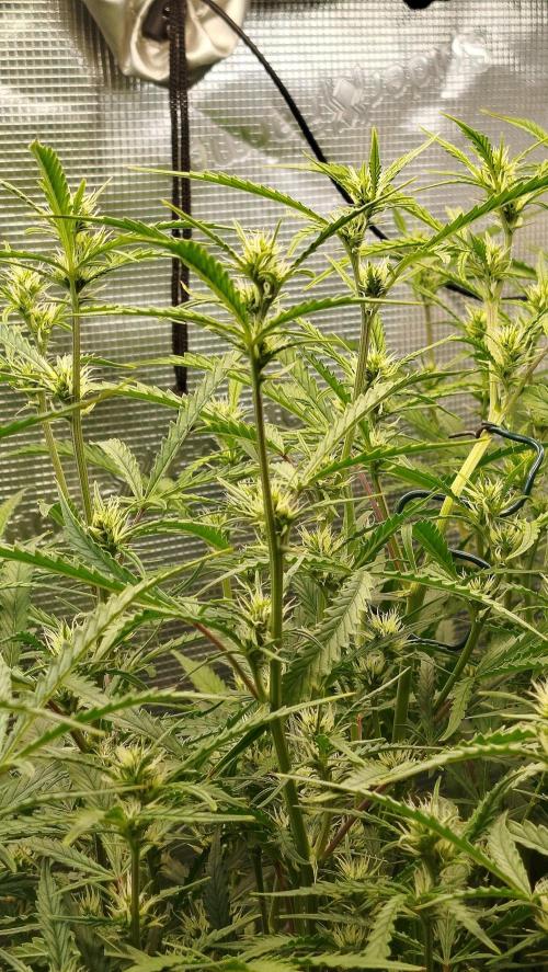 Caramel auto AGO 2026. Week 8