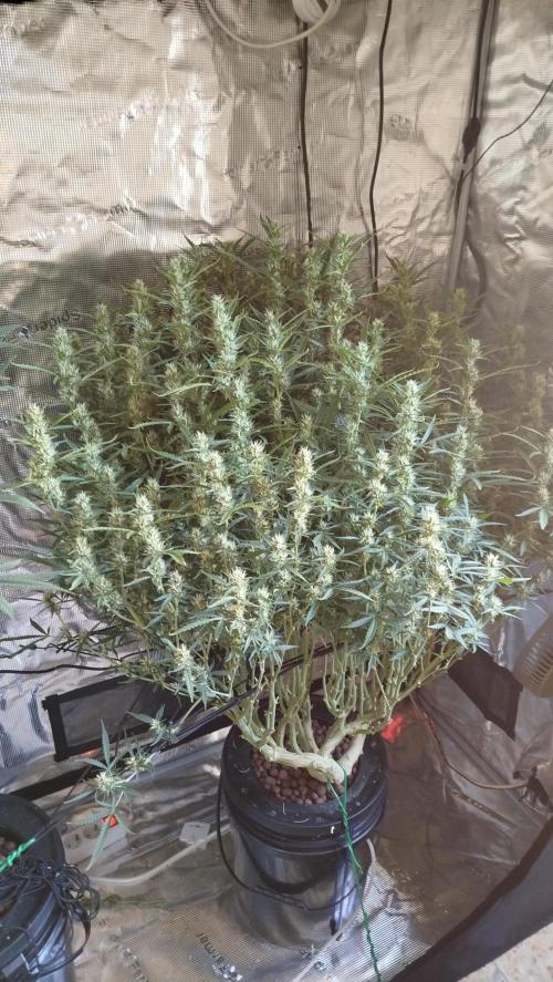 Caramel auto SEP 2026. Week 10