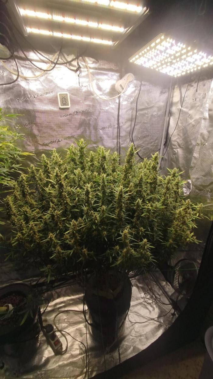 Caramel auto SEP 2026. Week 11