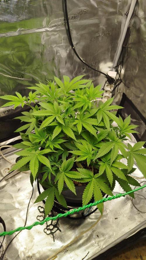 Orange Apricot Glue XL auto SEP 2026. Week 4