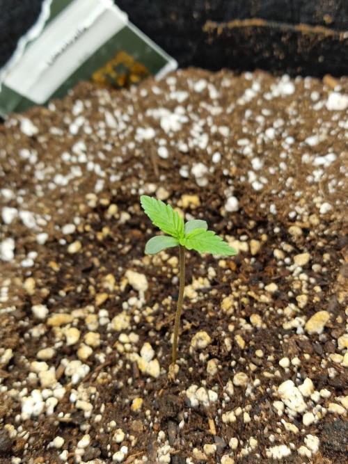 1st tent grow. Week 0 - Limoncello