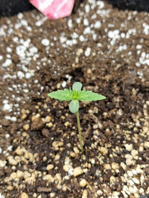 1st tent grow. Week 0 - Purple Queen