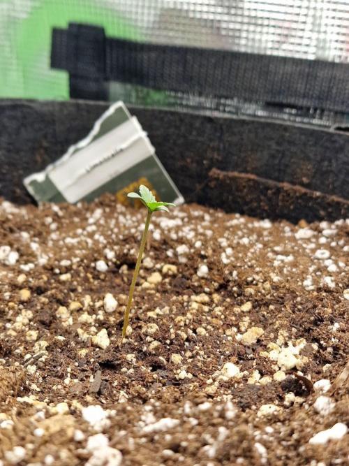 1st tent grow. Week 0 - Limoncello