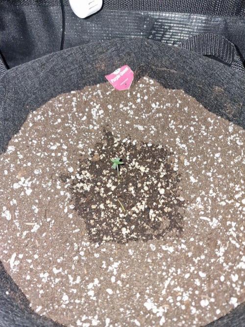 1st tent grow. Week 0 - Purple Queen