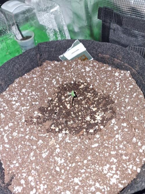 1st tent grow. Week 0 - Limoncello