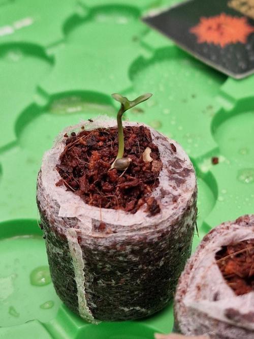 1st tent grow. Week 0 - Limoncello