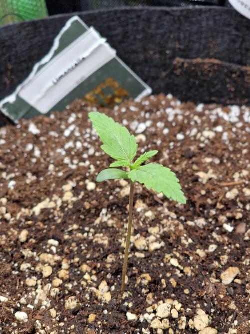 1st tent grow. Week 0 - Limoncello 500 ml water