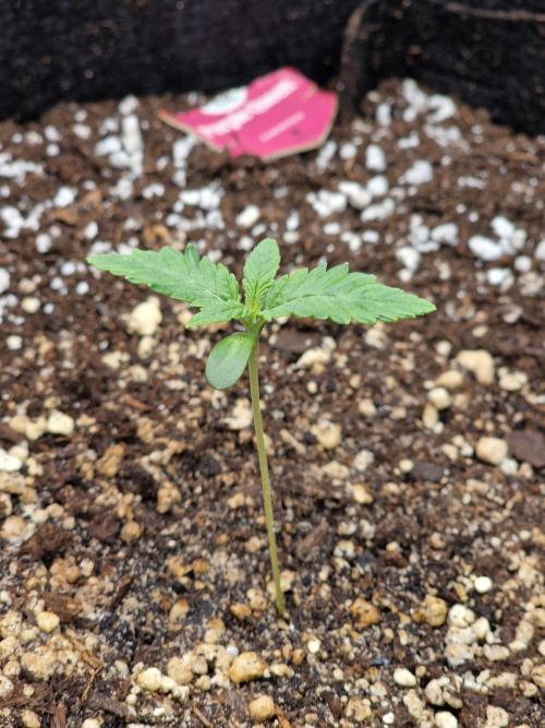 1st tent grow. Week 0 - Purple queen 500 ml water