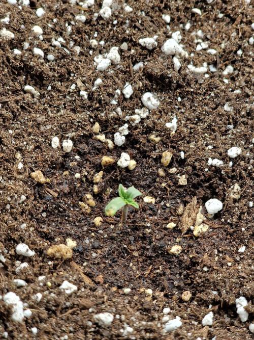 1st tent grow. Week 0 - Special queen, little beat up from loosing its seed