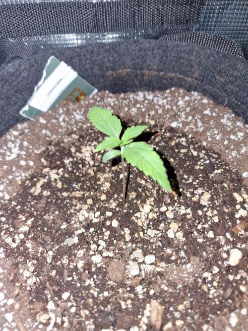 1st tent grow. Week 0