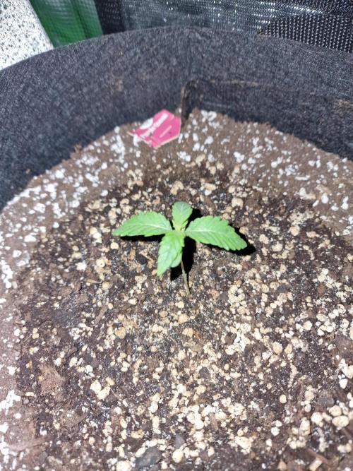1st tent grow. Week 0