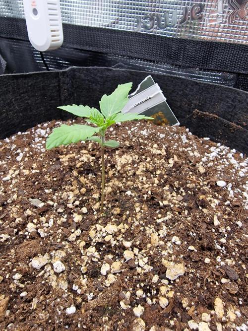 1st tent grow. Week 0