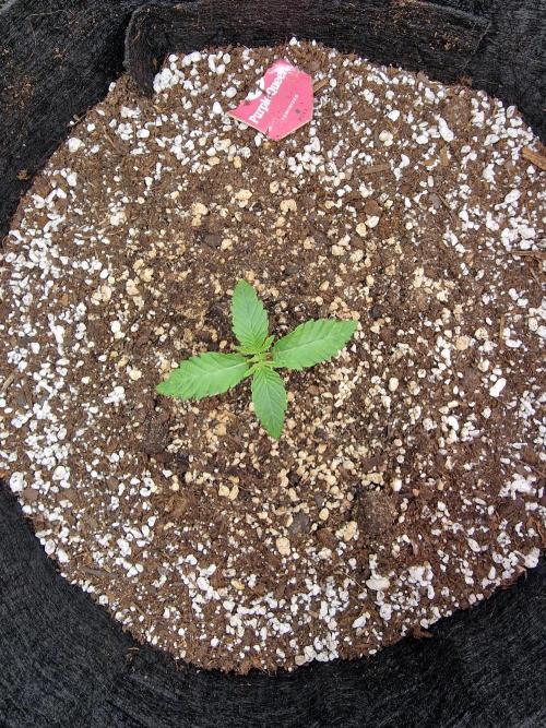 1st tent grow. Week 0