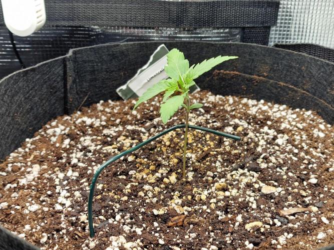 1st tent grow. Week 2 - too much wind, had to straighten her