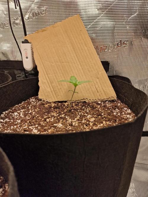 1st tent grow. Week 2 - too much wind, had to straighten her