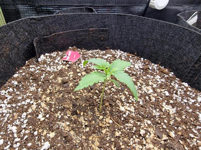 1st tent grow. Week 2