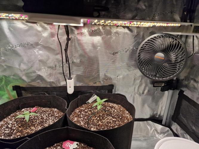 1st tent grow. Week 2
