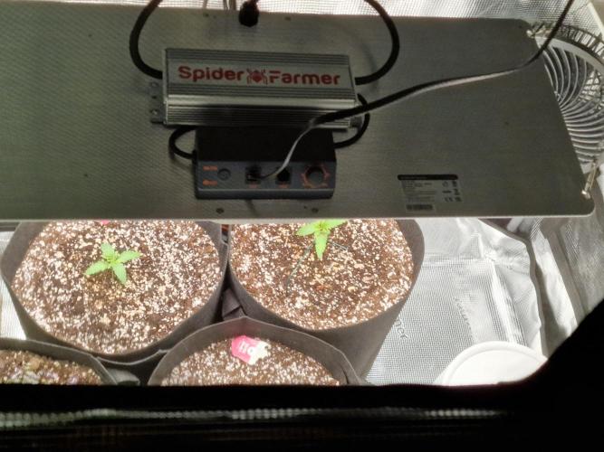 1st tent grow. Week 2