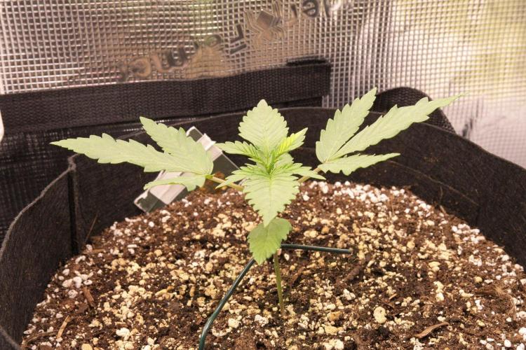 1st tent grow. Week 2