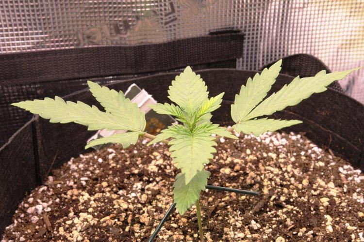 1st tent grow. Week 2