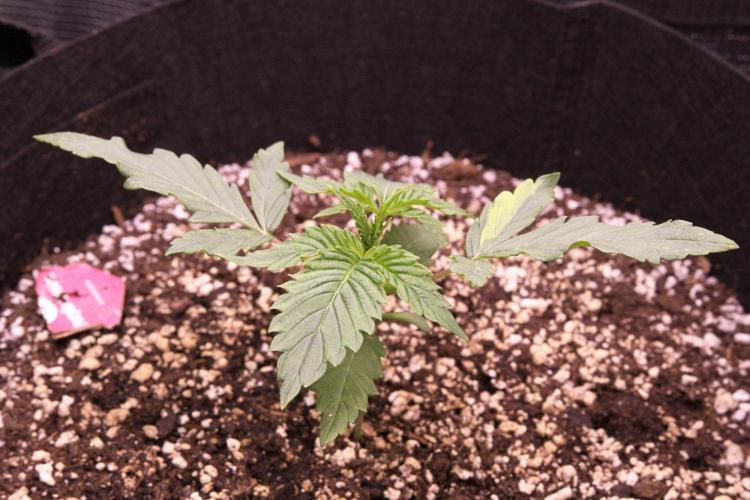 1st tent grow. Week 2