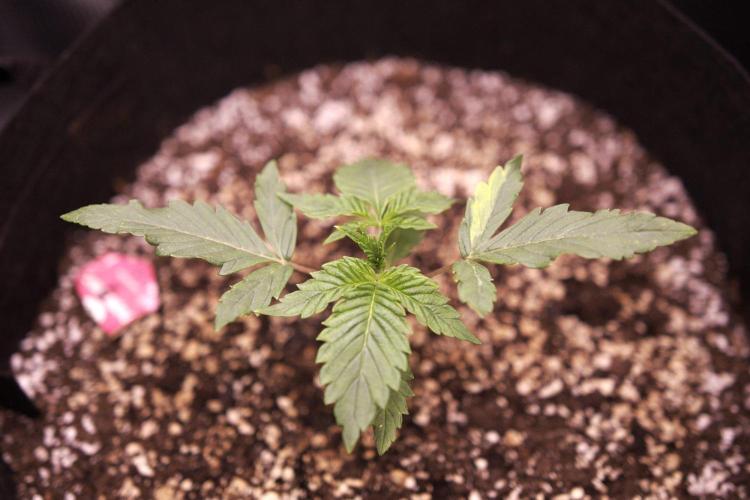 1st tent grow. Week 2