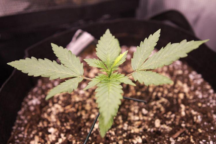 1st tent grow. Week 2