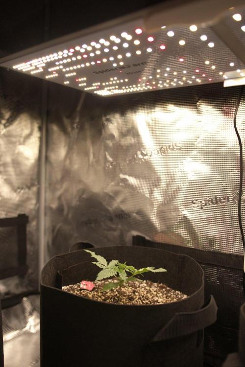 1st tent grow. Week 2