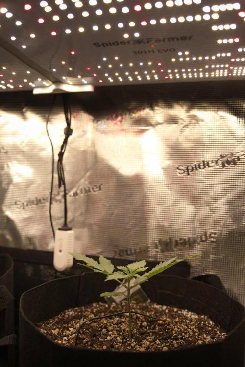 1st tent grow. Week 2