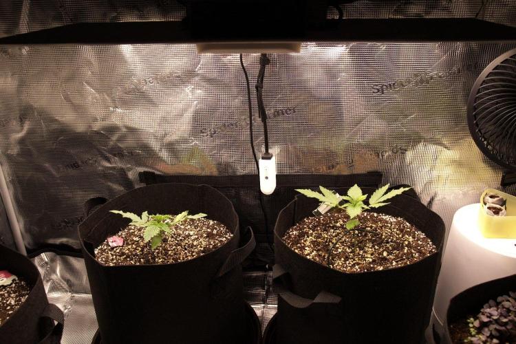 1st tent grow. Week 2