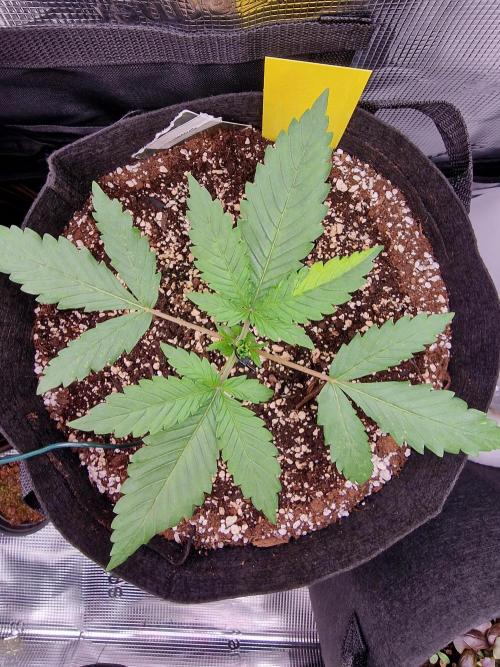 1st tent grow. Week 3