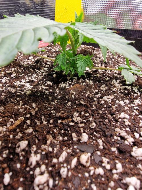 1st tent grow. Week 3