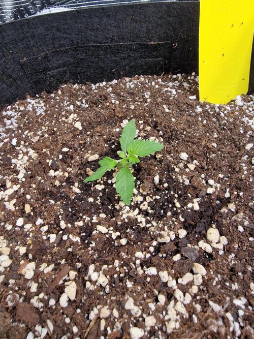 1st tent grow. Week 3