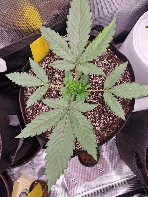1st tent grow. Week 3